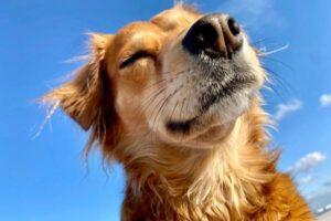 The Best Dog-Friendly Beaches Across the USA