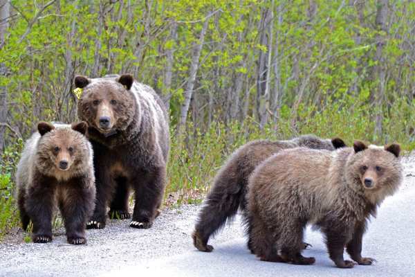 bear safety while hiking